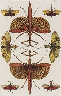 Walking Prints: Insects, Seba's Thesaurus, 1734