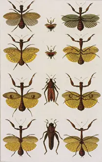 Mantis Prints: Insects, Seba's Thesaurus, 1734