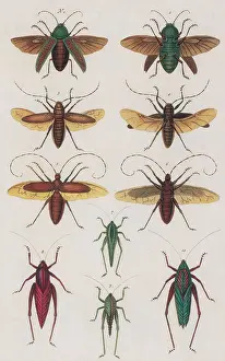 Coleoptera Prints: Insects, Seba's Thesaurus, 1734