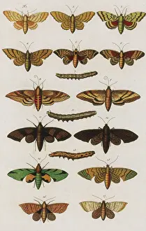 Hawk Prints: Insects, Seba's Thesaurus, 1734