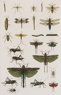 Work Prints: Insects, Seba's Thesaurus, 1734