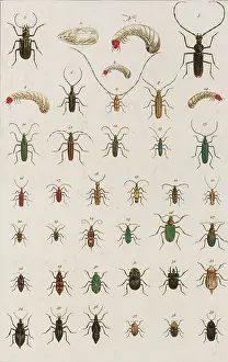 Coleoptera Prints: Insects, Seba's Thesaurus, 1734