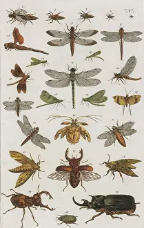Coleoptera Prints: Insects, Seba's Thesaurus, 1734