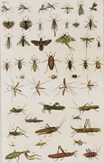 Stone Prints: Insects, Seba's Thesaurus, 1734