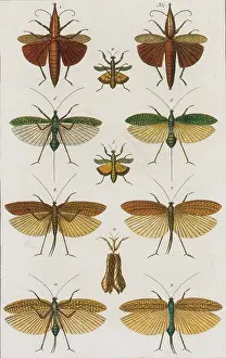 Zoology Prints: Insects, Seba's Thesaurus, 1734
