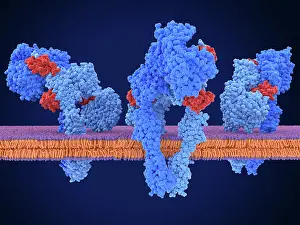 Pathological Prints: Insulin receptor dimer activated by 3 insulin molecules
