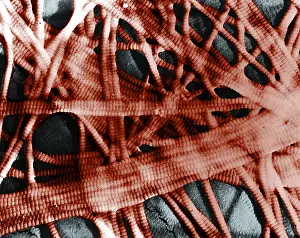 Histology Prints: Integumentary System, Subcutaneous Tissue, TEM