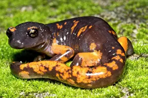 Development Prints: Intergrade Ensatina Salamander