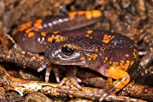 Development Prints: Intergrade Ensatina Salamander
