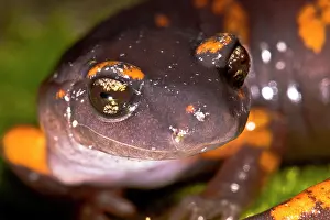 Development Prints: Intergrade Ensatina Salamander