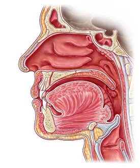 Wall Prints: Interior of the Nasal Cavity, Medical Illustration