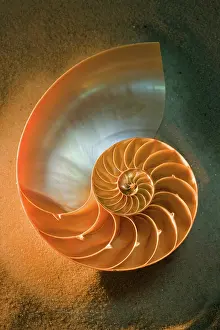 Spirals Prints: Interior of nautilus shell on sand