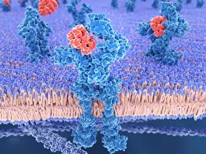 Membranes Prints: Interleukin 13 binds to the IL-13-receptor