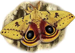 Moth Prints: Io Moth, Automeris io, Illustration