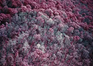 Introduced Prints: IR image of moth-damaged forest