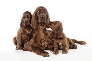 Studio Prints: Irish Setter Puppies with Mother