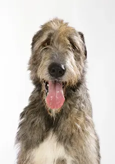 Studio Prints: Irish Wolfhound