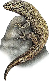 Island Prints: Island Night Lizard