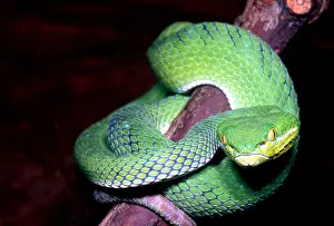 Dangerous Prints: Island Pit Viper