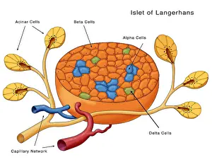 Network Prints: Islets of Langerhans, Diagram