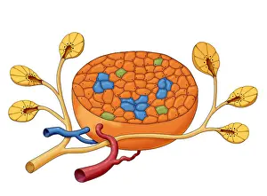 Network Prints: Islets of Langerhans, Illustration