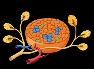 More Science & Medical Prints: Islets of Langerhans, Illustration