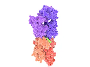 Pathological Prints: Isolated view of a T-cell receptor in complex with the MHC class II-peptide complex