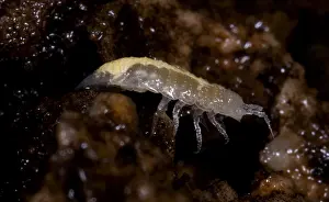 Loss Prints: Isopod