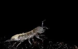 Loss Prints: Isopod