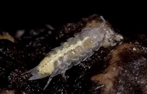Cave Prints: Isopod