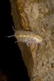 Arthropod Prints: Isopod