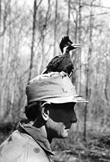 Extinct Prints: Ivory-Billed Woodpecker Nestling