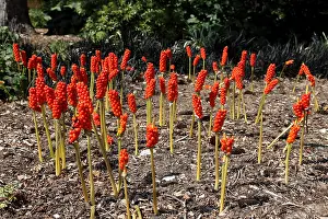 Angiosperm Prints: Jack in the pulpit