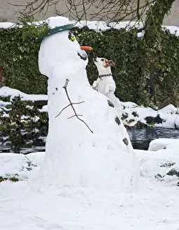 Dogs Prints: Jack Russell Stealing Carrot