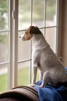Prints of Jack Russell terrier looking out the living room window in Marysville, Washington : Jack Russell At Window, Terrier Dog Waiting