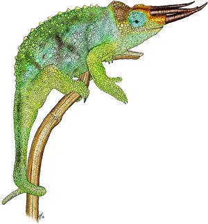 Chameleon Prints: Jackson's Chameleon