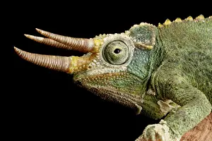 Lizard Prints: Jackson's Chameleon