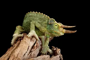 Lizard Prints: Jackson's Chameleon on Log