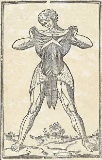 Monochrome Prints: Jacopo Berengario da Carpi, Anatomy