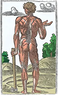 Monochrome Prints: Jacopo Berengario da Carpi, Anatomy