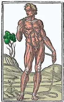 Monochrome Prints: Jacopo Berengario da Carpi, Anatomy