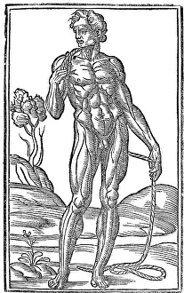 Monochrome Prints: Jacopo Berengario da Carpi, Anatomy