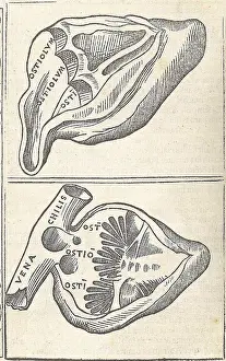 Monochrome Prints: Jacopo Berengario da Carpi, Anatomy