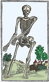 Monochrome Prints: Jacopo Berengario da Carpi, Anatomy