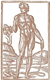 Monochrome Prints: Jacopo Berengario da Carpi, Anatomy