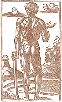 Monochrome Prints: Jacopo Berengario da Carpi, Anatomy