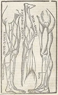 Monochrome Prints: Jacopo Berengario da Carpi, Anatomy