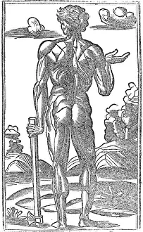 Monochrome Prints: Jacopo Berengario da Carpi, Anatomy