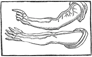Monochrome Prints: Jacopo Berengario da Carpi, Arteries
