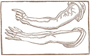 Monochrome Prints: Jacopo Berengario da Carpi, Arteries
